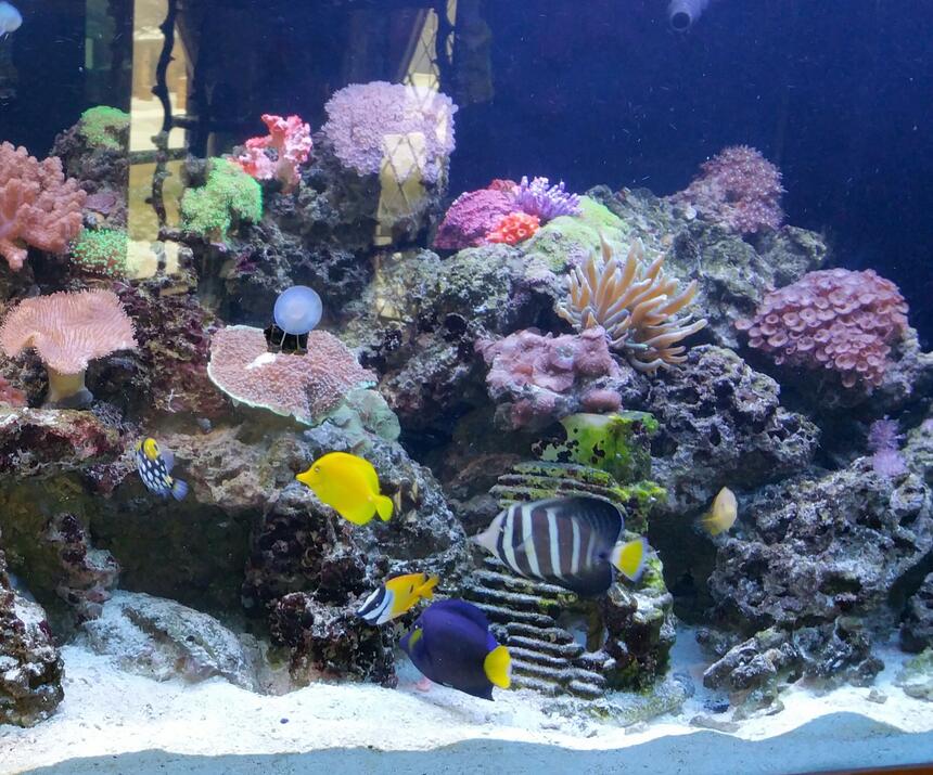 Rated #8: 260 Gallons Reef Tank - 260 gallon reef tank with various fish Rated #8: 260 Gallons Reef Tank - 260 gallon reef tank with various fish