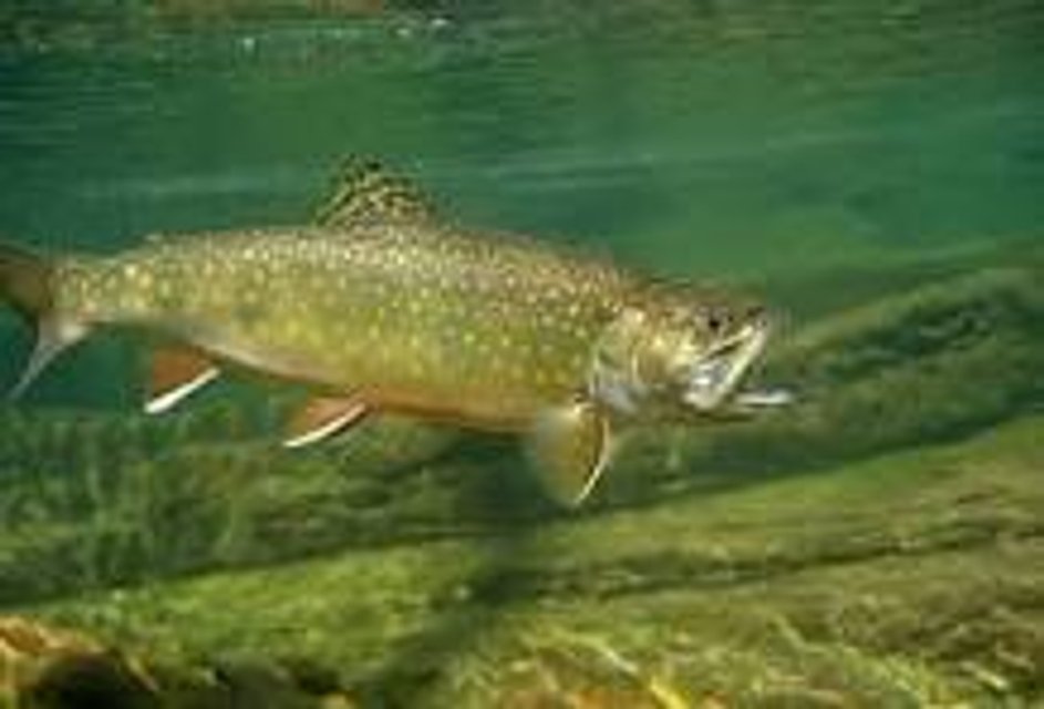 Rated #1: 8 Gallons Reef Tank - speckled trout Rated #1: 8 Gallons Reef Tank - speckled trout