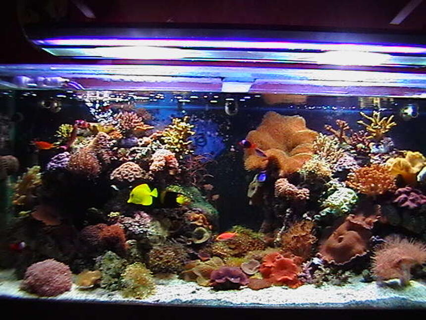 Rated #10: 150 Gallons Reef Tank - 5x2x2. main tank.sump 3x2x1,with mineral mud.lighting2x150watt metal halides2 blue actinics.reef rack.3 power heads in main tank,uvlight.105kg live cured rock Rated #10: 150 Gallons Reef Tank - 5x2x2. main tank.sump 3x2x1,with mineral mud.lighting2x150watt metal halides2 blue actinics.reef rack.3 power heads in main tank,uvlight.105kg live cured rock