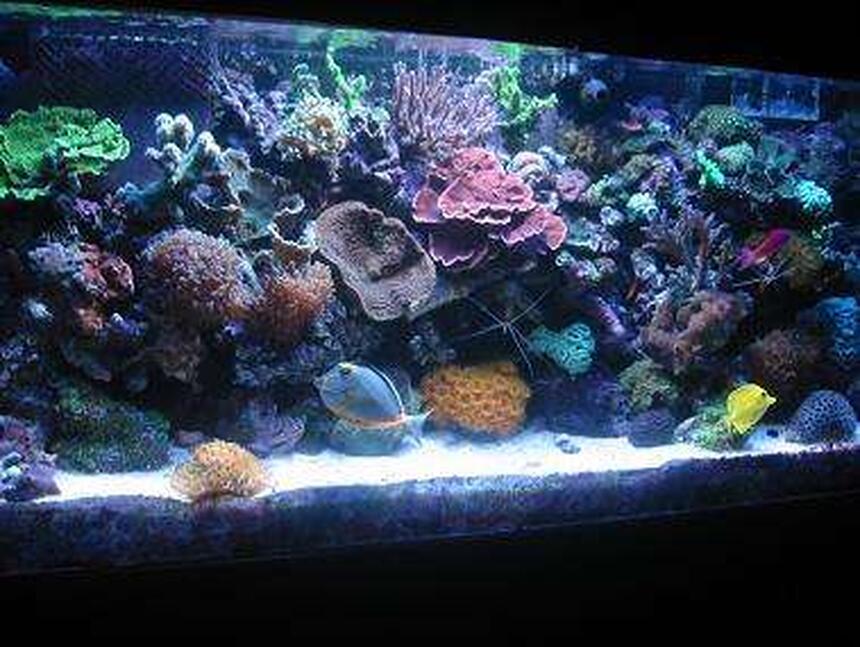 Rated #8: 55 Gallons Reef Tank - 55 Gallon mixed reef tank Rated #8: 55 Gallons Reef Tank - 55 Gallon mixed reef tank