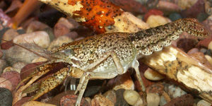 Crawdad