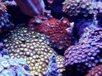 corals inverts - zoanthus sp. - tubs blue zoanthids - First Tank 55g f/o well set out that way but starting to dabble. Cleaner crew was next step then......
New pics of tank now updated. Check out my web site!!! corals inverts - zoanthus sp. - tubs blue zoanthids - First Tank 55g f/o well set out that way but starting to dabble. Cleaner crew was next step then......
New pics of tank now updated. Check out my web site!!!