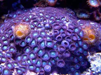 corals inverts - zoanthus sp. - blue ice zoanthids - First Tank 55g f/o well set out that way but starting to dabble. Cleaner crew was next step then......
New pics of tank now updated. Check out my web site!!! corals inverts - zoanthus sp. - blue ice zoanthids - First Tank 55g f/o well set out that way but starting to dabble. Cleaner crew was next step then......
New pics of tank now updated. Check out my web site!!!