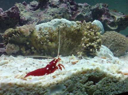 corals inverts - lysmata debelius - blood red fire shrimp stocking in 110 gallons tank - new aquarium 110 gallon corals inverts - lysmata debelius - blood red fire shrimp stocking in 110 gallons tank - new aquarium 110 gallon