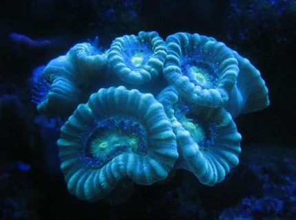 corals inverts - caulastrea furcata - blue spruce caulastrea stocking in 120 gallons tank - Candy cane under actinics. corals inverts - caulastrea furcata - blue spruce caulastrea stocking in 120 gallons tank - Candy cane under actinics.