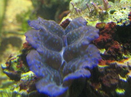 corals inverts - tridacna maxima - maxima clam stocking in 120 gallons tank - My beautiful Maxima Clam. corals inverts - tridacna maxima - maxima clam stocking in 120 gallons tank - My beautiful Maxima Clam.