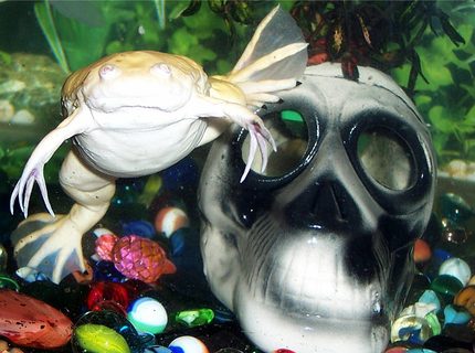 corals inverts - xenopus laevis - albino clawed frog stocking in 72 gallons tank - Albino Clawed Frog corals inverts - xenopus laevis - albino clawed frog stocking in 72 gallons tank - Albino Clawed Frog