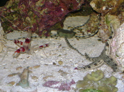 corals inverts - stenopus hispidus - banded coral shrimp stocking in 24 gallons tank - Face Off: Coral Banded Shrimp, Serpent Sea Star, Sand Sifting Sea Star corals inverts - stenopus hispidus - banded coral shrimp stocking in 24 gallons tank - Face Off: Coral Banded Shrimp, Serpent Sea Star, Sand Sifting Sea Star