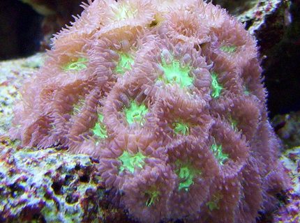 corals inverts - blastomussa merletti - australian big polyp blastomussa stocking in 65 gallons tank - blastomussa merleti corals inverts - blastomussa merletti - australian big polyp blastomussa stocking in 65 gallons tank - blastomussa merleti
