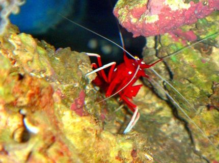 corals inverts - lysmata debelius - blood red fire shrimp stocking in 46 gallons tank - Clifford the Big Red Shrimp (Fire Shrimp) corals inverts - lysmata debelius - blood red fire shrimp stocking in 46 gallons tank - Clifford the Big Red Shrimp (Fire Shrimp)
