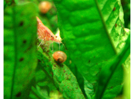 corals inverts - neocaridina denticulata sinensis - red cherry shrimp stocking in 15 gallons tank - Cherry Shrimp with baby Ramson Snail corals inverts - neocaridina denticulata sinensis - red cherry shrimp stocking in 15 gallons tank - Cherry Shrimp with baby Ramson Snail