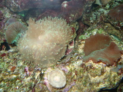 corals inverts - rhodactis indosinensis - hairy mushroom stocking in 55 gallons tank - My elegant hairy mushroom corals inverts - rhodactis indosinensis - hairy mushroom stocking in 55 gallons tank - My elegant hairy mushroom