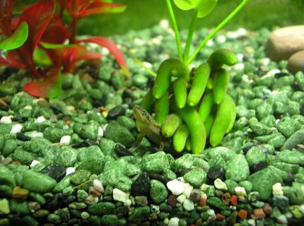 corals inverts - hymenochirus boettgeri - african dwarf frog stocking in 5 gallons tank - My african dwarf frog burrowed under the banana plant. corals inverts - hymenochirus boettgeri - african dwarf frog stocking in 5 gallons tank - My african dwarf frog burrowed under the banana plant.