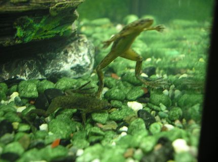 corals inverts - hymenochirus boettgeri - african dwarf frog stocking in 5 gallons tank - My two african dwarf frogs corals inverts - hymenochirus boettgeri - african dwarf frog stocking in 5 gallons tank - My two african dwarf frogs