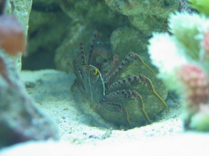 corals inverts - percnon gibbesi - sally lightfoot crab stocking in 125 gallons tank - Sally Lightfoot corals inverts - percnon gibbesi - sally lightfoot crab stocking in 125 gallons tank - Sally Lightfoot