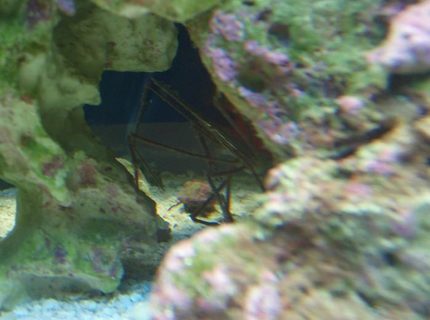 corals inverts - stenorhynchus seticornis - arrow crab stocking in 37 gallons tank - Arrow crab corals inverts - stenorhynchus seticornis - arrow crab stocking in 37 gallons tank - Arrow crab