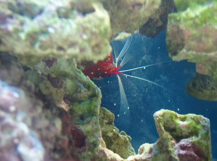 corals inverts - neocaridina denticulata sinensis - red cherry shrimp stocking in 37 gallons tank - shrimp corals inverts - neocaridina denticulata sinensis - red cherry shrimp stocking in 37 gallons tank - shrimp