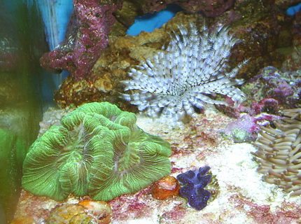 corals inverts - trachyphyllia radiata - brain coral, wellsophyllia stocking in 30 gallons tank - Brain Coral
Feather Duster
Blue Maxima Clam corals inverts - trachyphyllia radiata - brain coral, wellsophyllia stocking in 30 gallons tank - Brain Coral
Feather Duster
Blue Maxima Clam