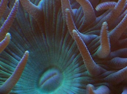 corals inverts - duncanopsammia axifuga - giant green polyp duncan stocking in 38 gallons tank - Duncanopsammia axifuga corals inverts - duncanopsammia axifuga - giant green polyp duncan stocking in 38 gallons tank - Duncanopsammia axifuga