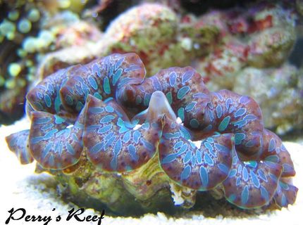 corals inverts - tridacna maxima - maxima clam - super colored stocking in 100 gallons tank - tridacna corals inverts - tridacna maxima - maxima clam - super colored stocking in 100 gallons tank - tridacna