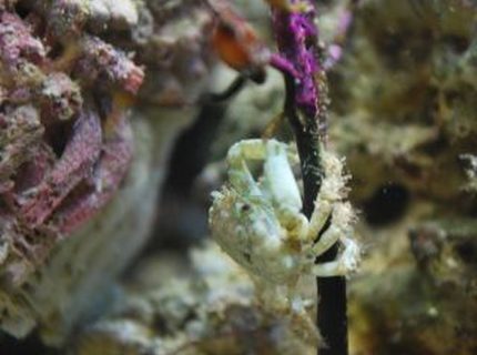 corals inverts - mithrax sculptus - emerald crab stocking in 60 gallons tank - The littlest emerald crab crawling up the fan coral corals inverts - mithrax sculptus - emerald crab stocking in 60 gallons tank - The littlest emerald crab crawling up the fan coral