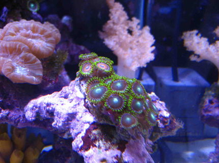 corals inverts - caulastrea furcata - candy cane coral stocking in 75 gallons tank - Zoanthids frags, candycan and colt coral in the back. corals inverts - caulastrea furcata - candy cane coral stocking in 75 gallons tank - Zoanthids frags, candycan and colt coral in the back.