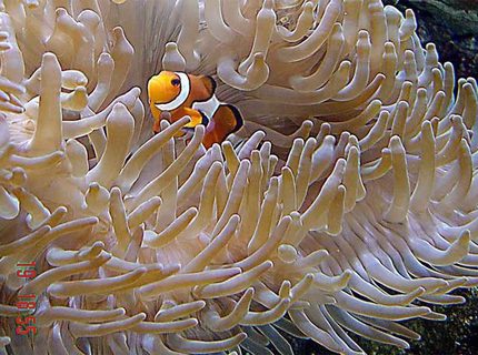 corals inverts - heteractis crispa - sebae anemone stocking in 185 gallons tank - Defiantly the best photographed fish around corals inverts - heteractis crispa - sebae anemone stocking in 185 gallons tank - Defiantly the best photographed fish around