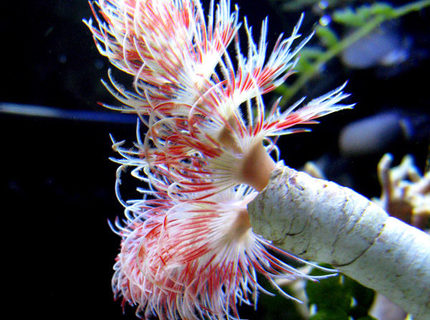 Rated #4: Corals Inverts - Protula Bispiralis - Hard Tube Coco Worm Stocking In 29 Gallons Tank - Beautiful coco worm Rated #4: Corals Inverts - Protula Bispiralis - Hard Tube Coco Worm Stocking In 29 Gallons Tank - Beautiful coco worm