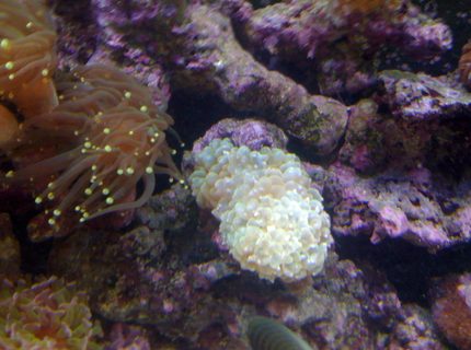 corals inverts - euphyllia glabrescens - torch coral stocking in 120 gallons tank - pearl 3 heads corals inverts - euphyllia glabrescens - torch coral stocking in 120 gallons tank - pearl 3 heads