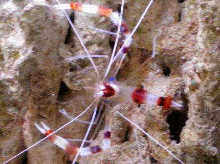 corals inverts - stenopus hispidus - banded coral shrimp stocking in 75 gallons tank - Coral Banded Shrimp hanging on some live rock corals inverts - stenopus hispidus - banded coral shrimp stocking in 75 gallons tank - Coral Banded Shrimp hanging on some live rock