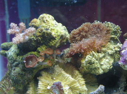 corals inverts - rhodactis indosinensis - hairy mushroom stocking in 75 gallons tank - mushrooms some zoo's and a little kenya corals inverts - rhodactis indosinensis - hairy mushroom stocking in 75 gallons tank - mushrooms some zoo's and a little kenya