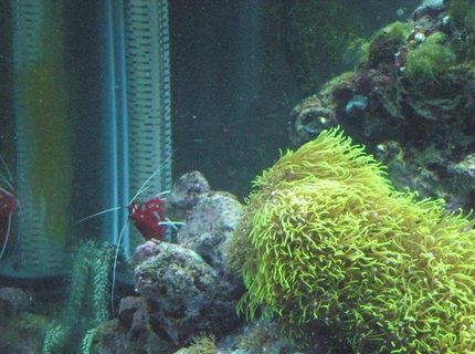 corals inverts - lysmata debelius - blood red fire shrimp stocking in 29 gallons tank - Fire shrimp corals inverts - lysmata debelius - blood red fire shrimp stocking in 29 gallons tank - Fire shrimp