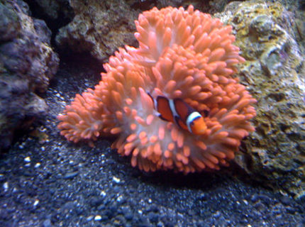 corals inverts - entacmaea quadricolor - rose bulb anemone stocking in 144 gallons tank - Clown in Rose Bubble Anemone corals inverts - entacmaea quadricolor - rose bulb anemone stocking in 144 gallons tank - Clown in Rose Bubble Anemone
