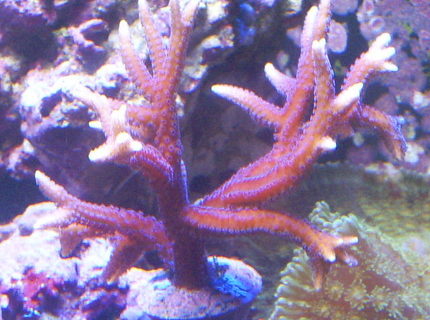 corals inverts - seriatopora hystrix - birdsnest coral stocking in 24 gallons tank - birdsnest corals inverts - seriatopora hystrix - birdsnest coral stocking in 24 gallons tank - birdsnest