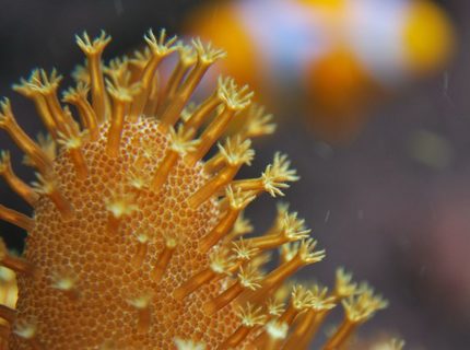 Rated #9: Corals Inverts - Lobophytum Sp. - Devil Rated #9: Corals Inverts - Lobophytum Sp. - Devil's Hand Leather Coral Stocking In 55 Gallons Tank - An attempt at a macro shot of a Devils Hand leather coral and a clown fish in background.