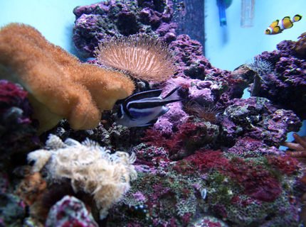 corals inverts - stichodactyla haddoni - red carpet anemone stocking in 41 gallons tank - A view of my current take (5 months old) corals inverts - stichodactyla haddoni - red carpet anemone stocking in 41 gallons tank - A view of my current take (5 months old)