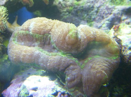 corals inverts - trachyphyllia radiata - brain coral, wellsophyllia stocking in 150 gallons tank - purple and green open brain coral corals inverts - trachyphyllia radiata - brain coral, wellsophyllia stocking in 150 gallons tank - purple and green open brain coral