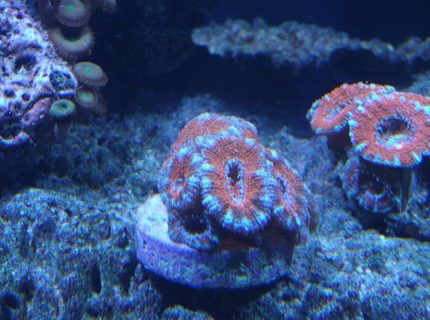 corals inverts - acanthastrea lordhowensis - aussie acan lord stocking in 220 gallons tank - Acans corals inverts - acanthastrea lordhowensis - aussie acan lord stocking in 220 gallons tank - Acans