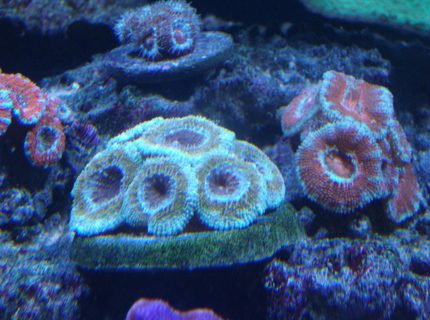 corals inverts - acanthastrea lordhowensis - aussie acan lord stocking in 220 gallons tank - Acans corals inverts - acanthastrea lordhowensis - aussie acan lord stocking in 220 gallons tank - Acans
