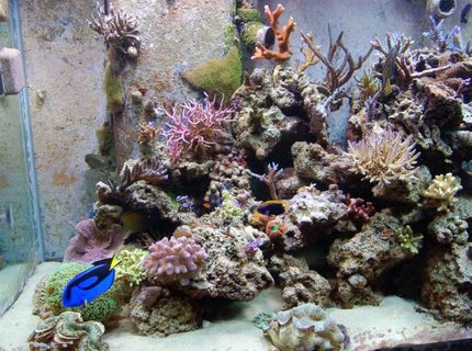 corals inverts - seriatopora hystrix - birdsnest coral stocking in 210 gallons tank - Left side corals inverts - seriatopora hystrix - birdsnest coral stocking in 210 gallons tank - Left side