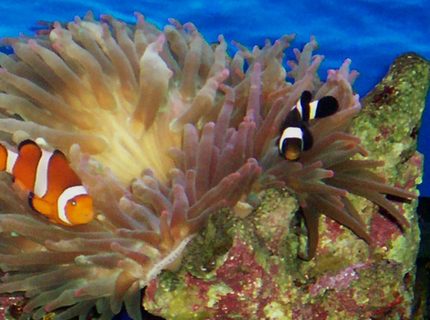 corals inverts - entacmaea quadricolor - rose anemone stocking in 114 gallons tank - MY 2 CLOWN FISH HAVING FUN corals inverts - entacmaea quadricolor - rose anemone stocking in 114 gallons tank - MY 2 CLOWN FISH HAVING FUN