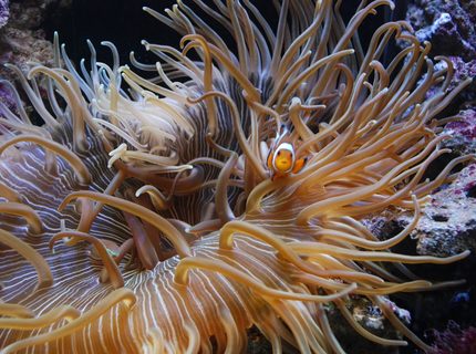 corals inverts - macrodactyla doreensis - long tentacle anemone stocking in 55 gallons tank - Long tentacle anemone corals inverts - macrodactyla doreensis - long tentacle anemone stocking in 55 gallons tank - Long tentacle anemone