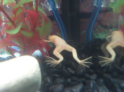 corals inverts - xenopus laevis - albino clawed frog stocking in 10 gallons tank - My Albino African Clawed Frog. corals inverts - xenopus laevis - albino clawed frog stocking in 10 gallons tank - My Albino African Clawed Frog.