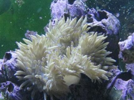 corals inverts - heteractis crispa - sebae anemone stocking in 125 gallons tank - Sebae Anemone corals inverts - heteractis crispa - sebae anemone stocking in 125 gallons tank - Sebae Anemone