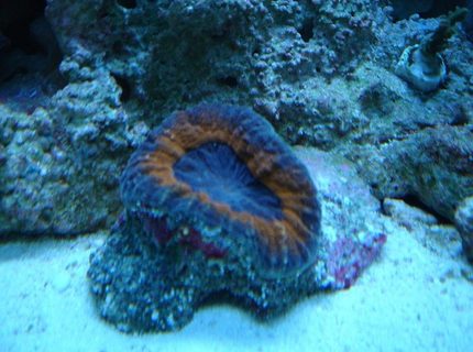 corals inverts - trachyphyllia geoffroyi - brain coral, trachyphyllia stocking in 20 gallons tank - BRAIN corals inverts - trachyphyllia geoffroyi - brain coral, trachyphyllia stocking in 20 gallons tank - BRAIN
