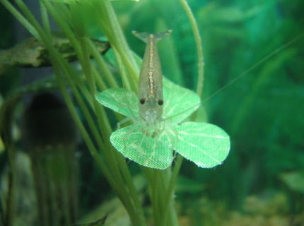 corals inverts - caridina japonica - japonica amano shrimp stocking in 5 gallons tank - My amano shrimp corals inverts - caridina japonica - japonica amano shrimp stocking in 5 gallons tank - My amano shrimp