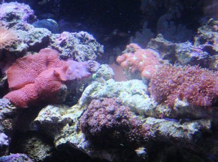 corals inverts - rhodactis indosinensis - hairy mushroom stocking in 46 gallons tank - mshrooms, hair mushroom, toadstool etc... corals inverts - rhodactis indosinensis - hairy mushroom stocking in 46 gallons tank - mshrooms, hair mushroom, toadstool etc...