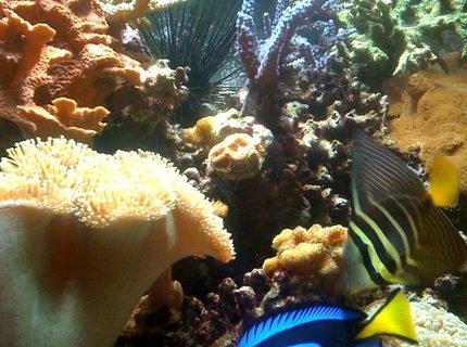 Rated #6: Corals Inverts - Sarcophyton Sp. - Toadstool Mushroom Leather Coral Stocking In 75 Gallons Tank - side shot ... 75 gal with a monster toad stool, acons, red plate green star polyps, and a long spiny urchin...who always manages to stab me when im cleaning the inside... ouch... but hes cool to look at, so he stays.... Rated #6: Corals Inverts - Sarcophyton Sp. - Toadstool Mushroom Leather Coral Stocking In 75 Gallons Tank - side shot ... 75 gal with a monster toad stool, acons, red plate green star polyps, and a long spiny urchin...who always manages to stab me when im cleaning the inside... ouch... but hes cool to look at, so he stays....