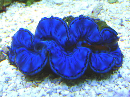 corals inverts - tridacna maxima - blue maxima clam stocking in 90 gallons tank - My Blue Maxima!!! corals inverts - tridacna maxima - blue maxima clam stocking in 90 gallons tank - My Blue Maxima!!!