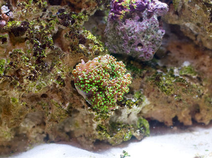 corals inverts - euphyllia paradivisa - frogspawn coral - branched stocking in 29 gallons tank - Grape Frogspawn corals inverts - euphyllia paradivisa - frogspawn coral - branched stocking in 29 gallons tank - Grape Frogspawn